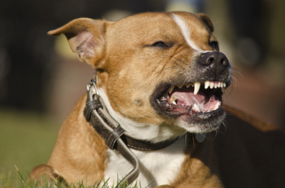 dog_teeth_xs.jpg